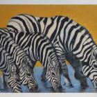 Zebra Herde