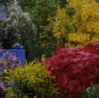 Herbstfärbung im Sulamith Garten